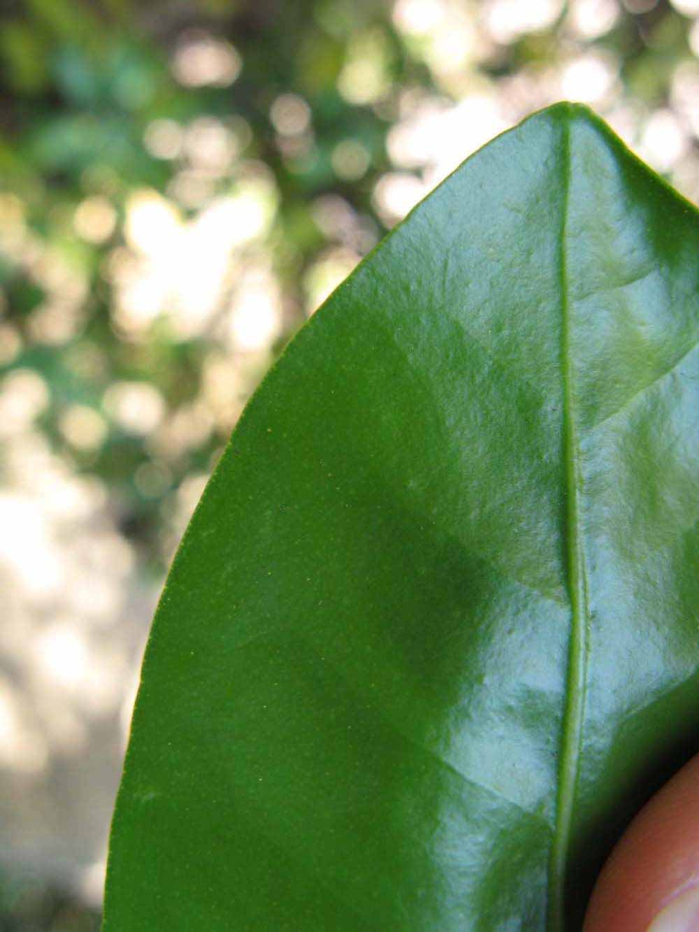              Margin (Winter Haven, FL)       